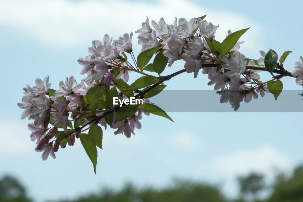 LOW ANGLE VIEW OF WHITE FLOWERS BLOOMING ON TREE