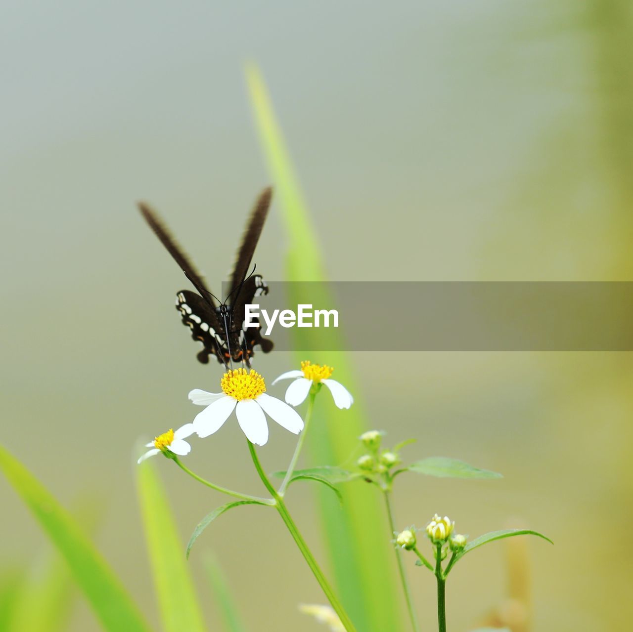 CLOSE-UP OF BUTTERFLY ON FLOWER