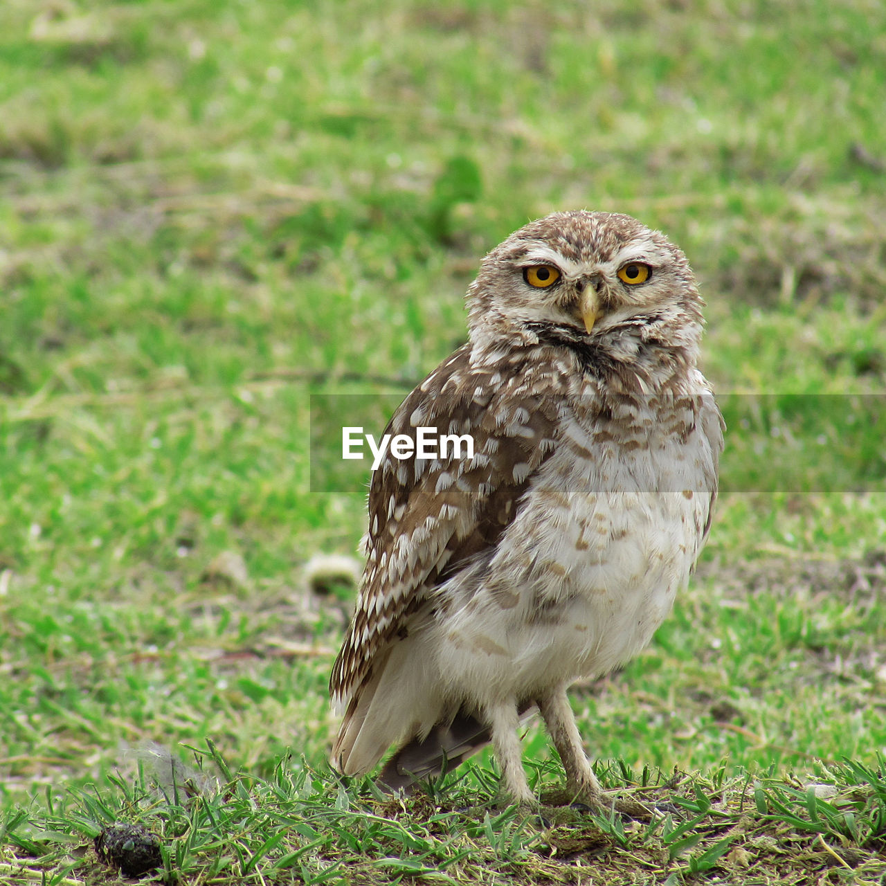 CLOSE-UP OF OWL ON GRASS