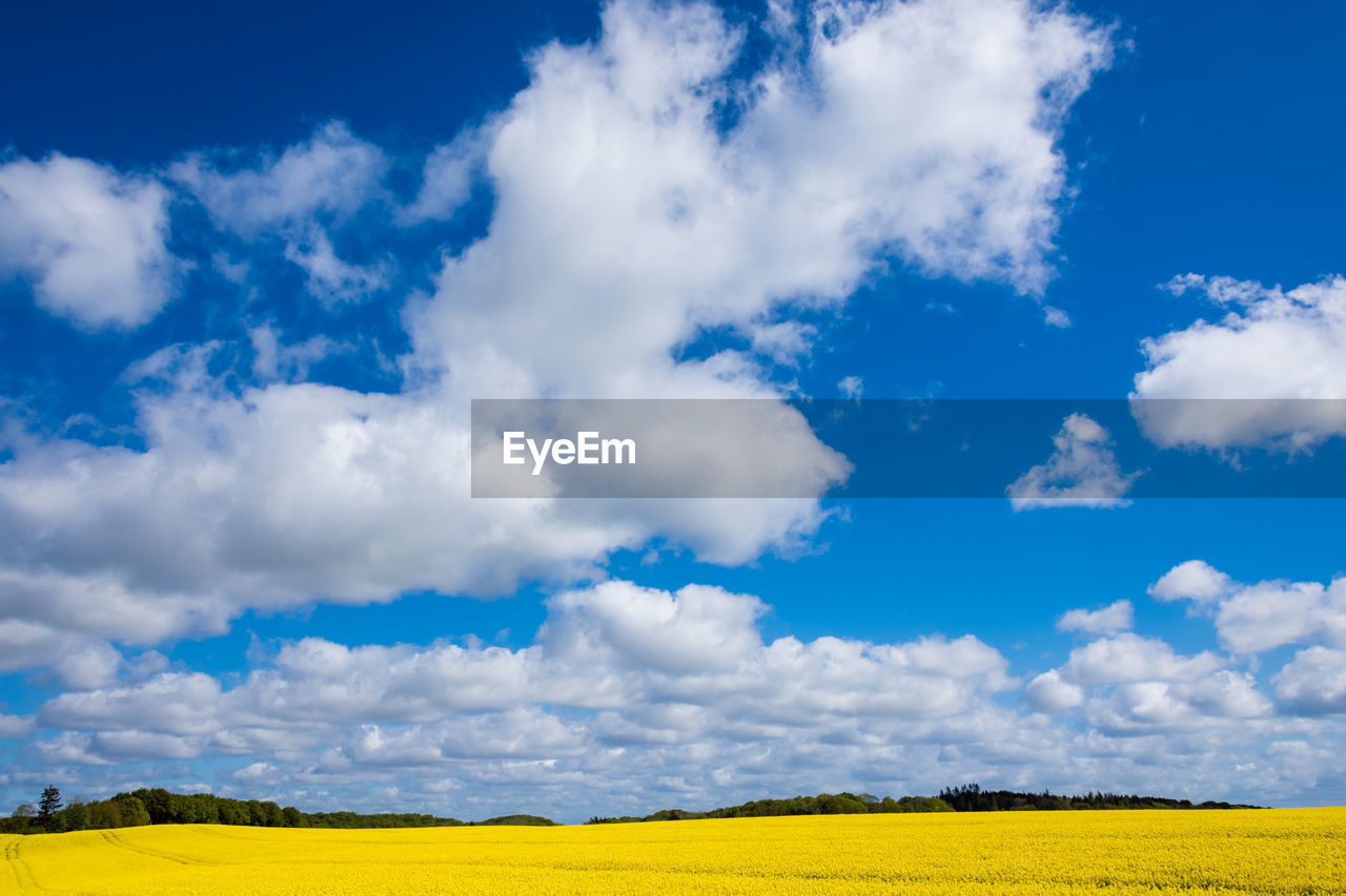 landscape, cloud, sky, environment, rapeseed, plant, beauty in nature, flower, field, yellow, land, rural scene, flowering plant, scenics - nature, agriculture, vegetable, canola, nature, blue, horizon, produce, oilseed rape, prairie, plain, crop, grassland, tranquility, tranquil scene, freshness, springtime, food, farm, no people, vibrant color, horizon over land, meadow, growth, idyllic, non-urban scene, grass, outdoors, day, summer, fragility, cloudscape, blossom, cereal plant, sunlight, tree, travel destinations, urban skyline, travel, multi colored