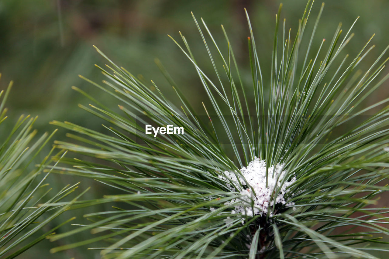Close-up of snow on pine tree