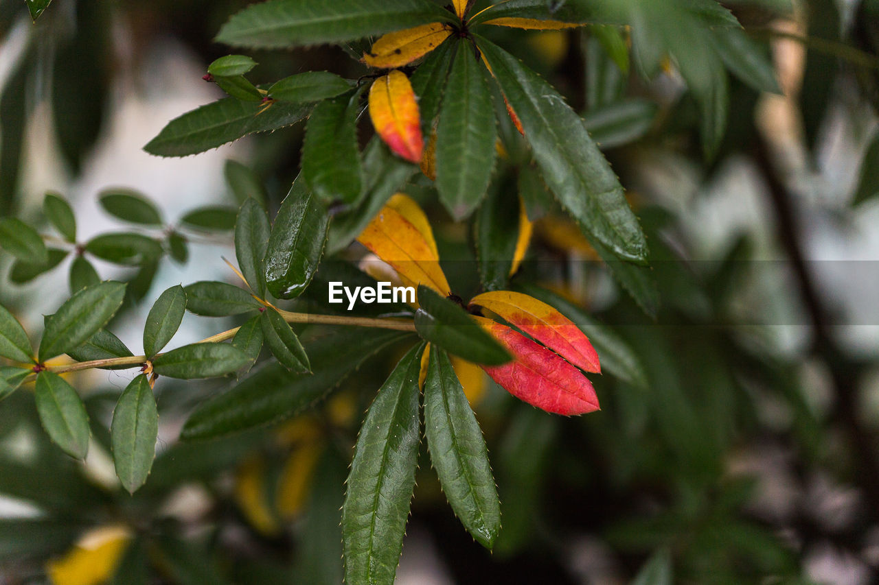 Close-up of leaves during autumn