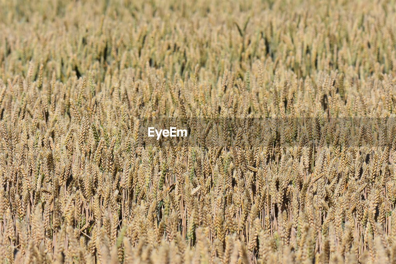 Full frame shot of wheat field