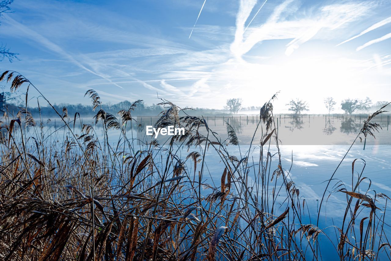 sky, water, nature, plant, beauty in nature, sunlight, winter, reflection, tranquility, scenics - nature, cloud, landscape, environment, grass, land, no people, morning, tranquil scene, blue, lake, tree, outdoors, day, non-urban scene, sun, cold temperature, beach, idyllic, horizon, frost, branch, snow, travel destinations, travel, growth