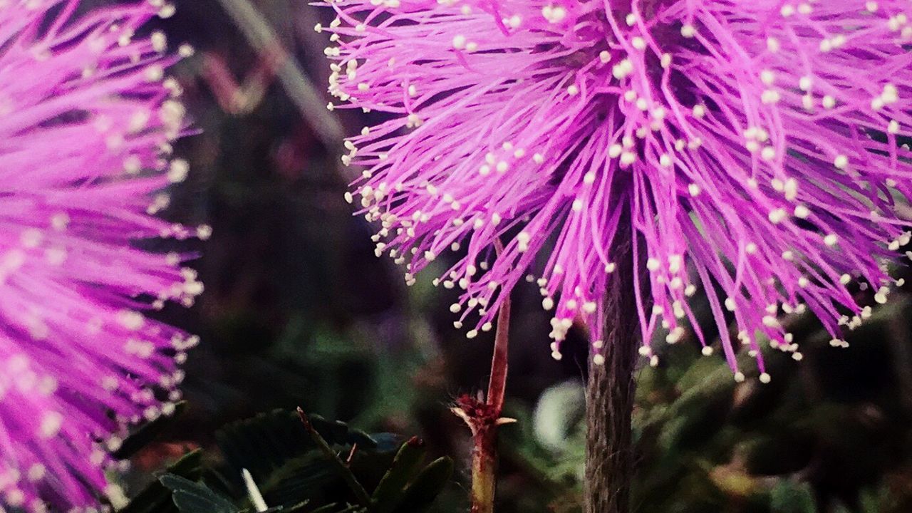 CLOSE-UP OF FRESH PURPLE FLOWER BLOOMING IN NATURE