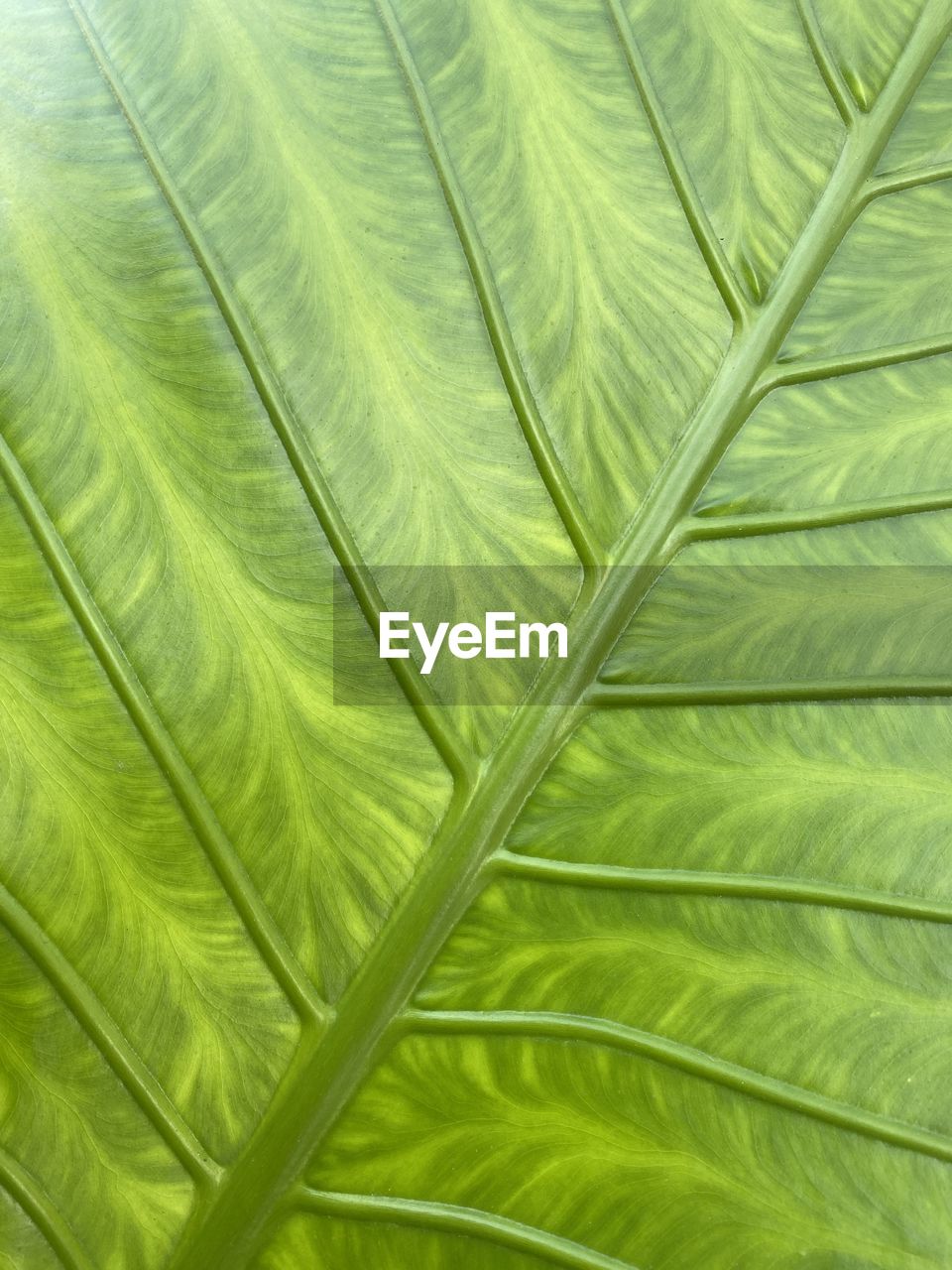 leaf, plant part, green, backgrounds, plant, full frame, close-up, palm leaf, leaf vein, no people, growth, pattern, nature, palm tree, beauty in nature, textured, frond, flower, tree, plant stem, tropical climate, botany, fern, fragility, outdoors, day, ferns and horsetails, macro