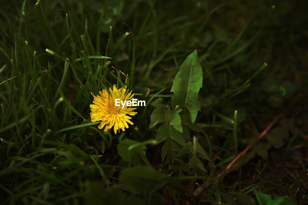 Close-up of yellow flowering plant on field