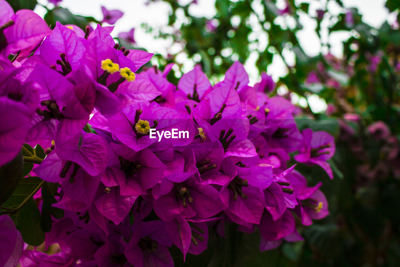 Close-up of purple flowers blooming in field