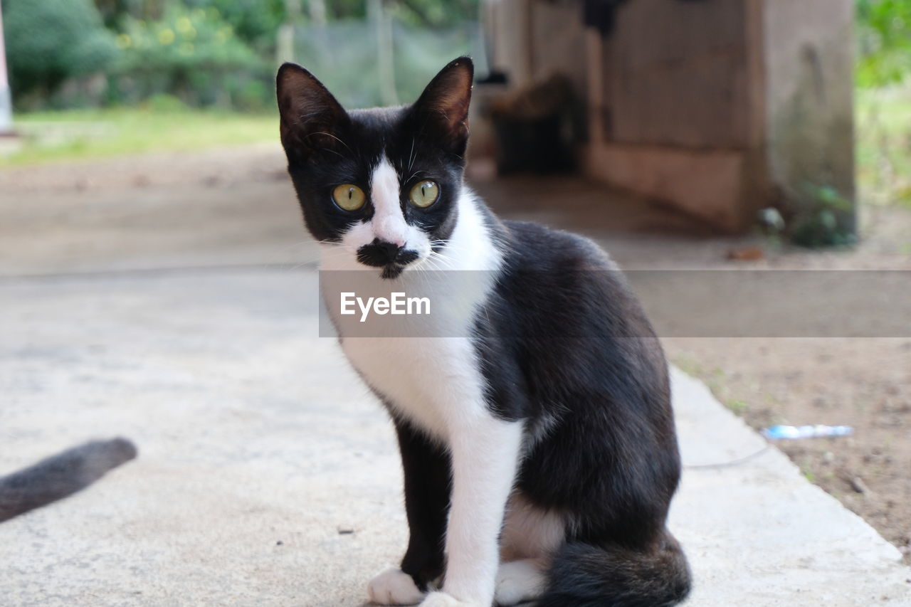 PORTRAIT OF CAT SITTING ON FLOOR AGAINST BLURRED BACKGROUND