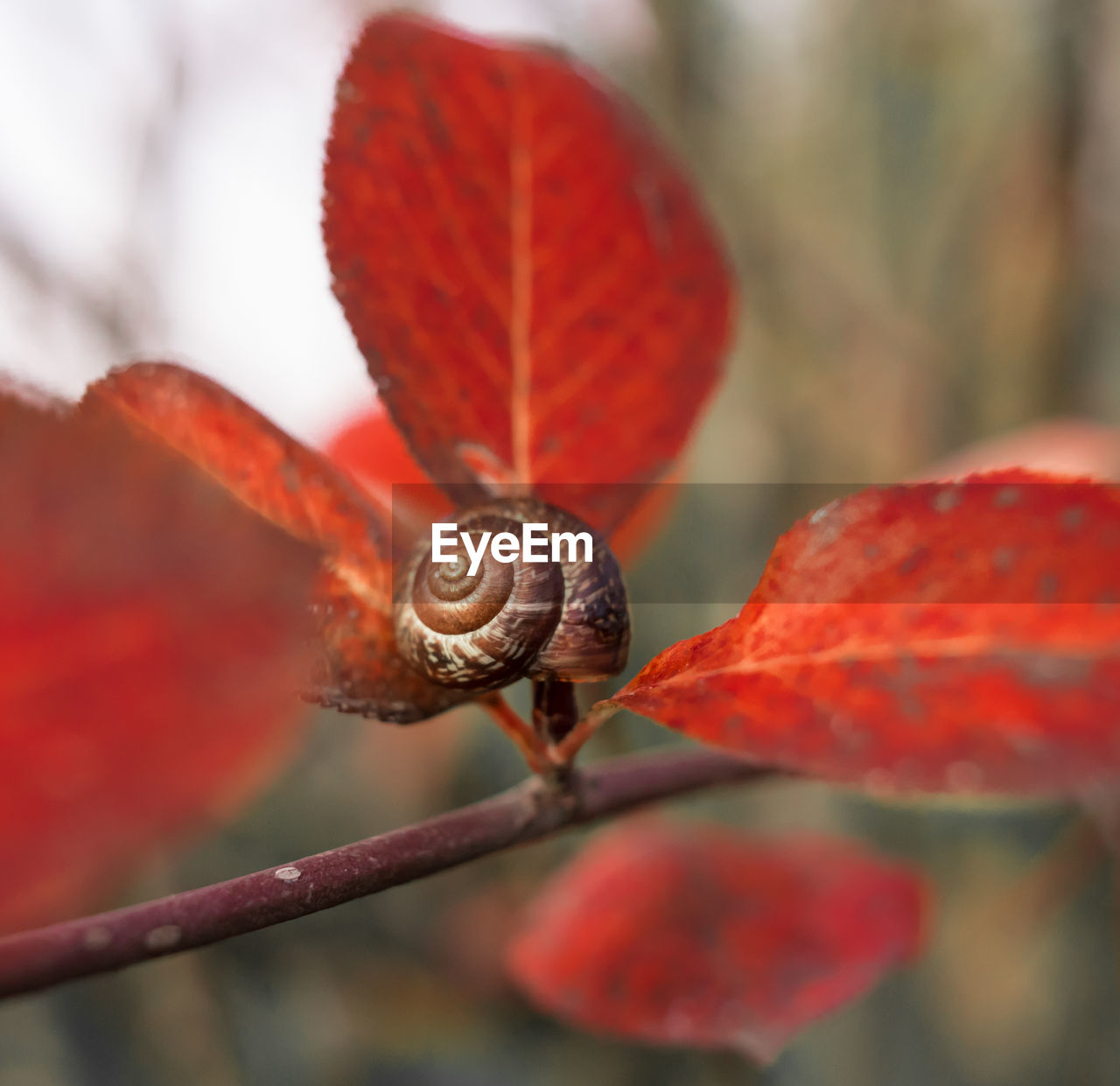 CLOSE-UP OF SNAIL