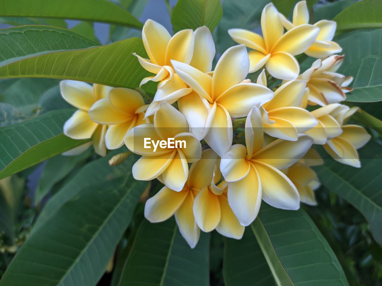 plant, flower, flowering plant, leaf, beauty in nature, plant part, freshness, petal, growth, close-up, frangipani, nature, yellow, flower head, inflorescence, fragility, no people, green, tropical climate, outdoors, day