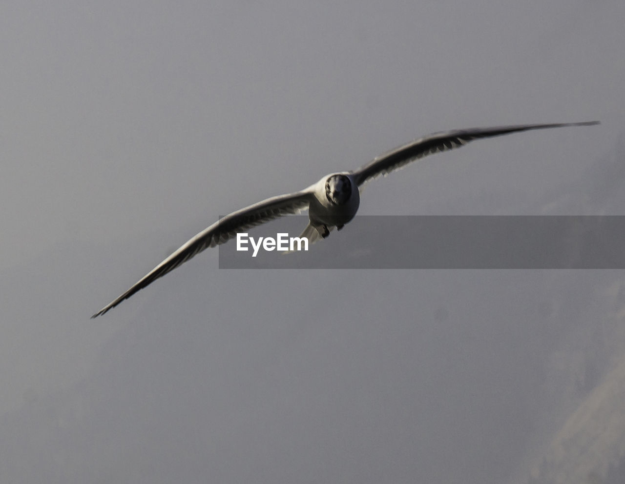 LOW ANGLE VIEW OF BIRDS FLYING OVER WHITE BACKGROUND