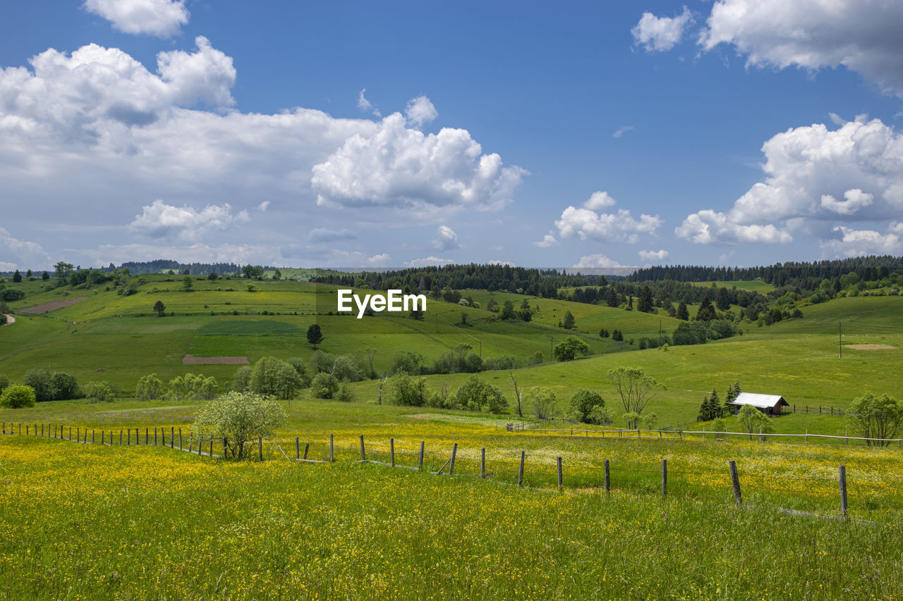 Scenic view of agricultural field against sky