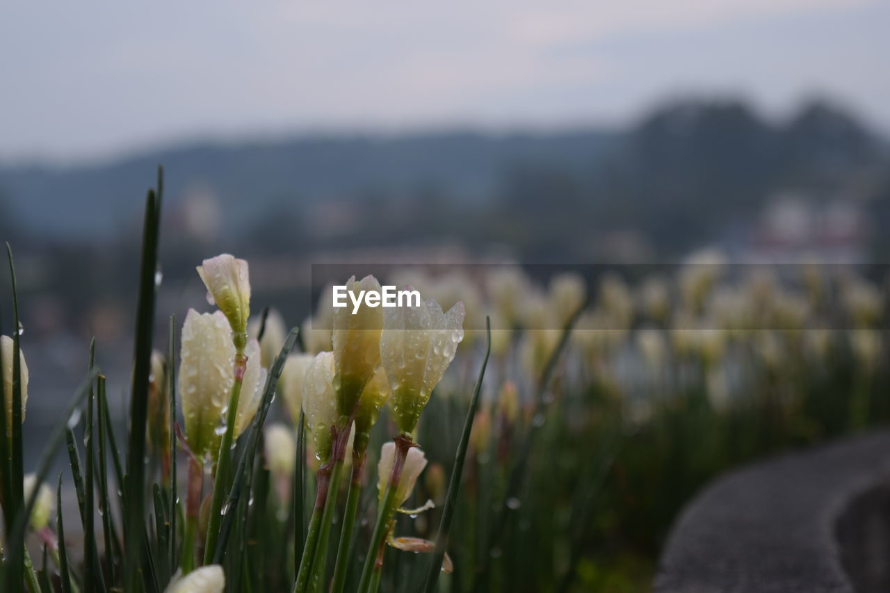 Close-up of flowering plants on field