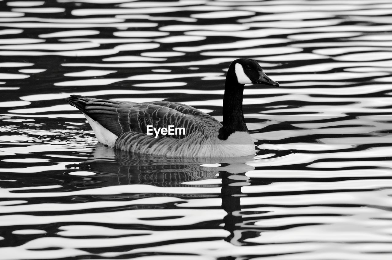 VIEW OF BIRD ON LAKE