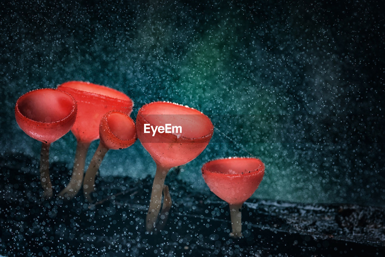 CLOSE-UP OF FROZEN RED BERRIES