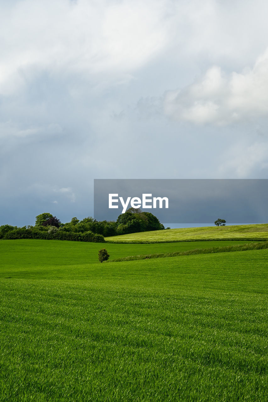 sky, environment, grassland, landscape, plant, cloud, grass, green, land, horizon, field, scenics - nature, nature, agriculture, beauty in nature, plain, rural scene, pasture, tranquility, tranquil scene, paddy field, hill, meadow, no people, prairie, rural area, growth, day, outdoors, farm, tree, non-urban scene, idyllic, crop, sunlight, natural environment, flower, soil, rapeseed