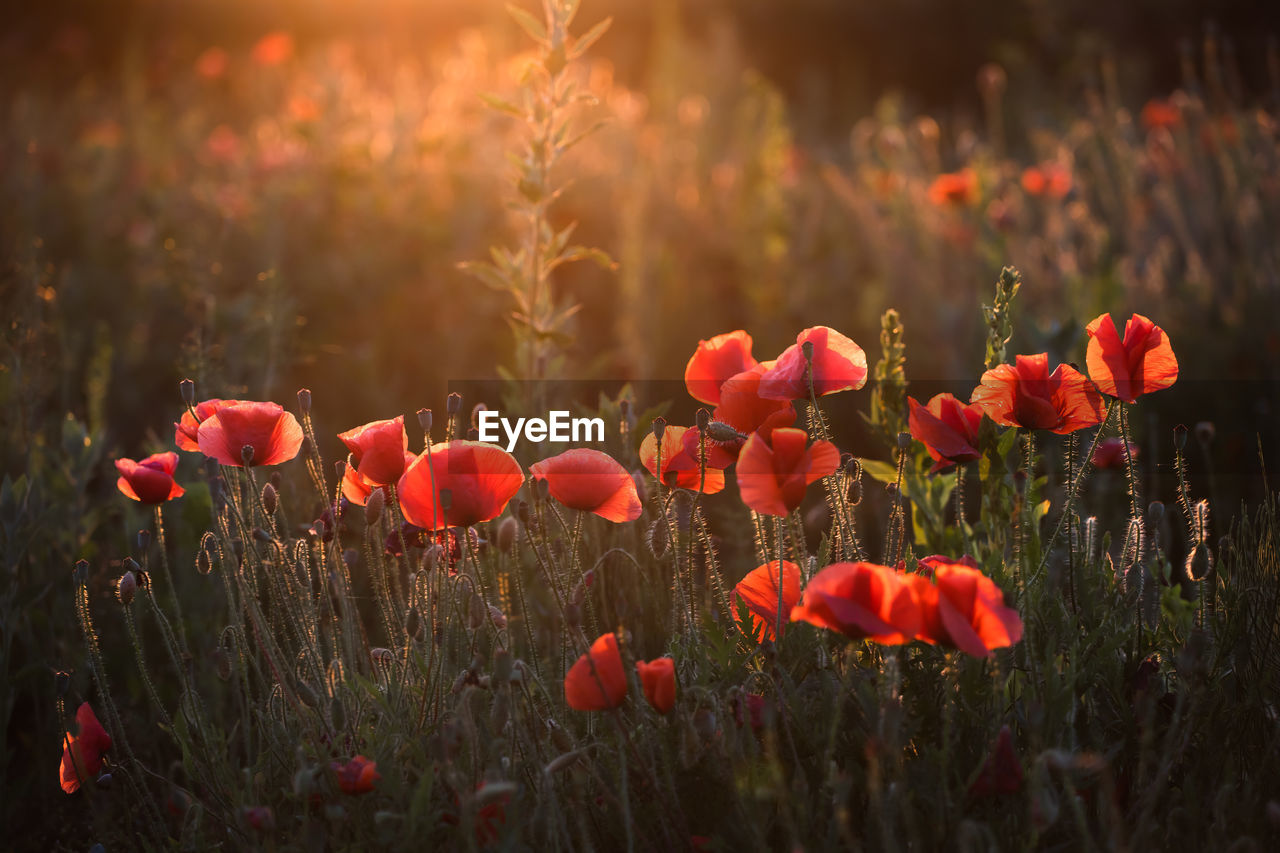 close-up of red poppy flowers