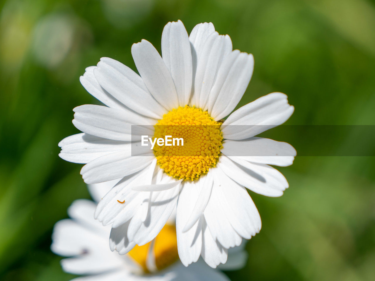 flower, flowering plant, plant, freshness, beauty in nature, flower head, petal, fragility, close-up, nature, daisy, inflorescence, growth, white, macro photography, yellow, pollen, summer, springtime, botany, outdoors, focus on foreground, wildflower, no people, blossom, meadow, macro, environment, selective focus, grass, day, tranquility, green, plant stem