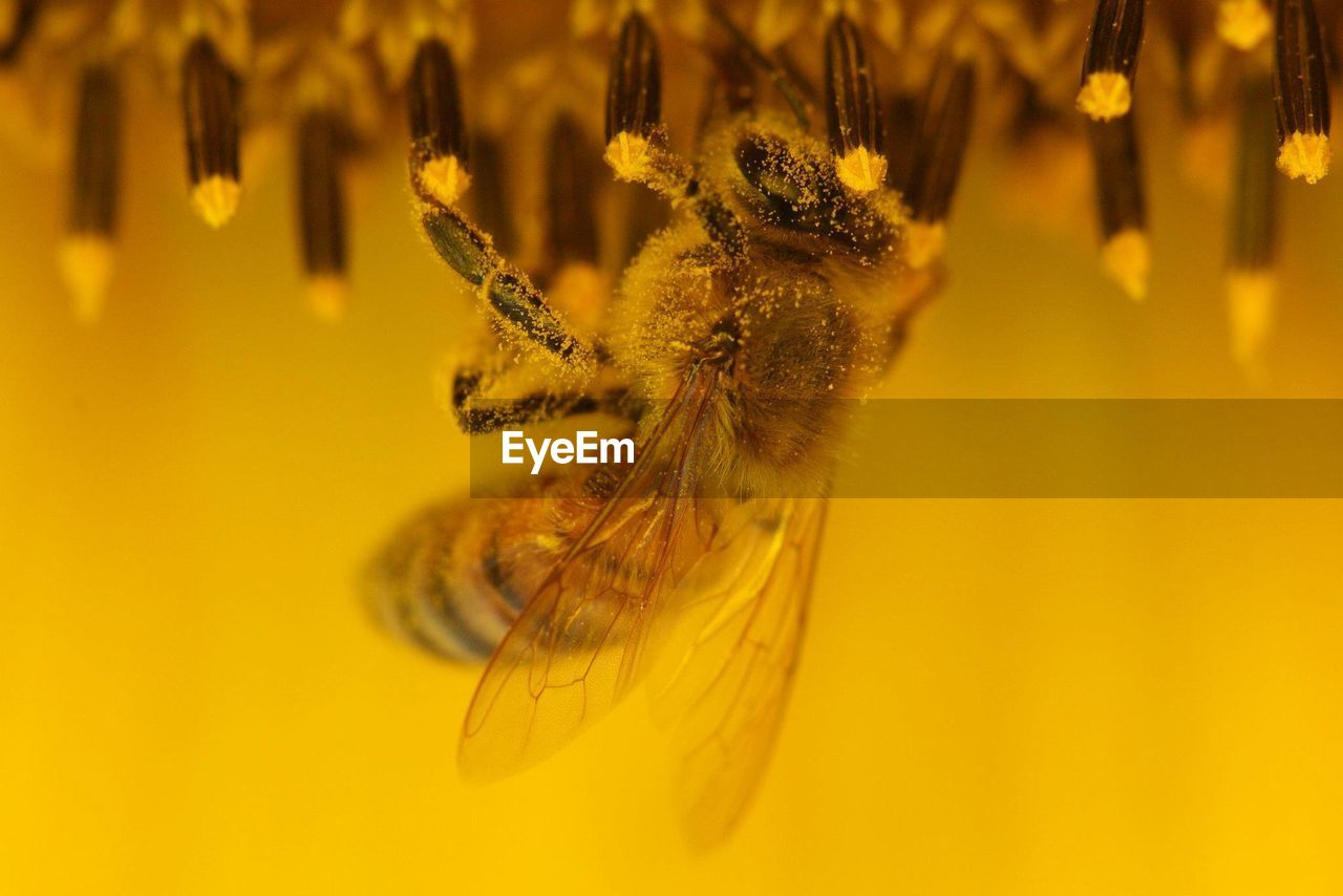 Close-up of bee pollinating on flower