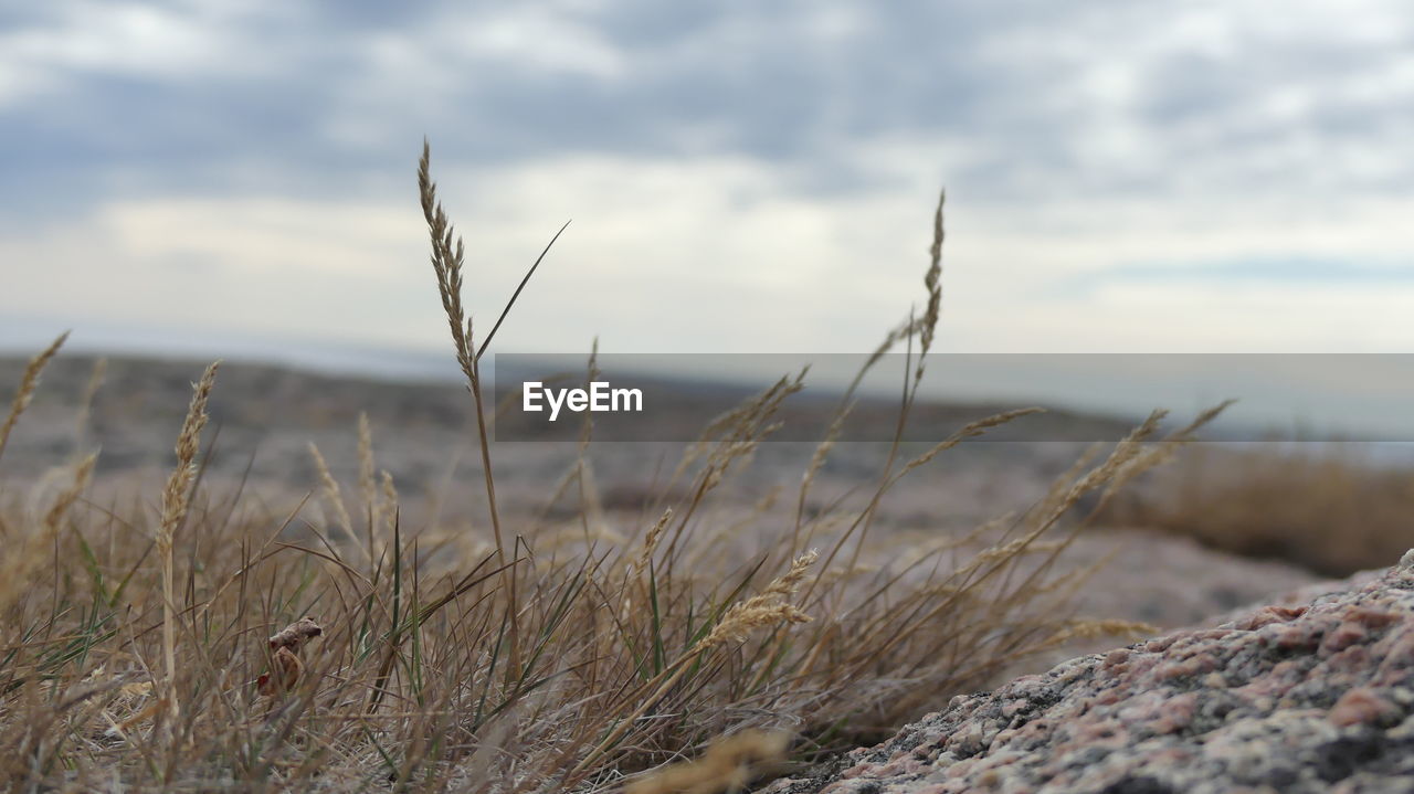 CLOSE-UP OF GRASS AT BEACH AGAINST SKY