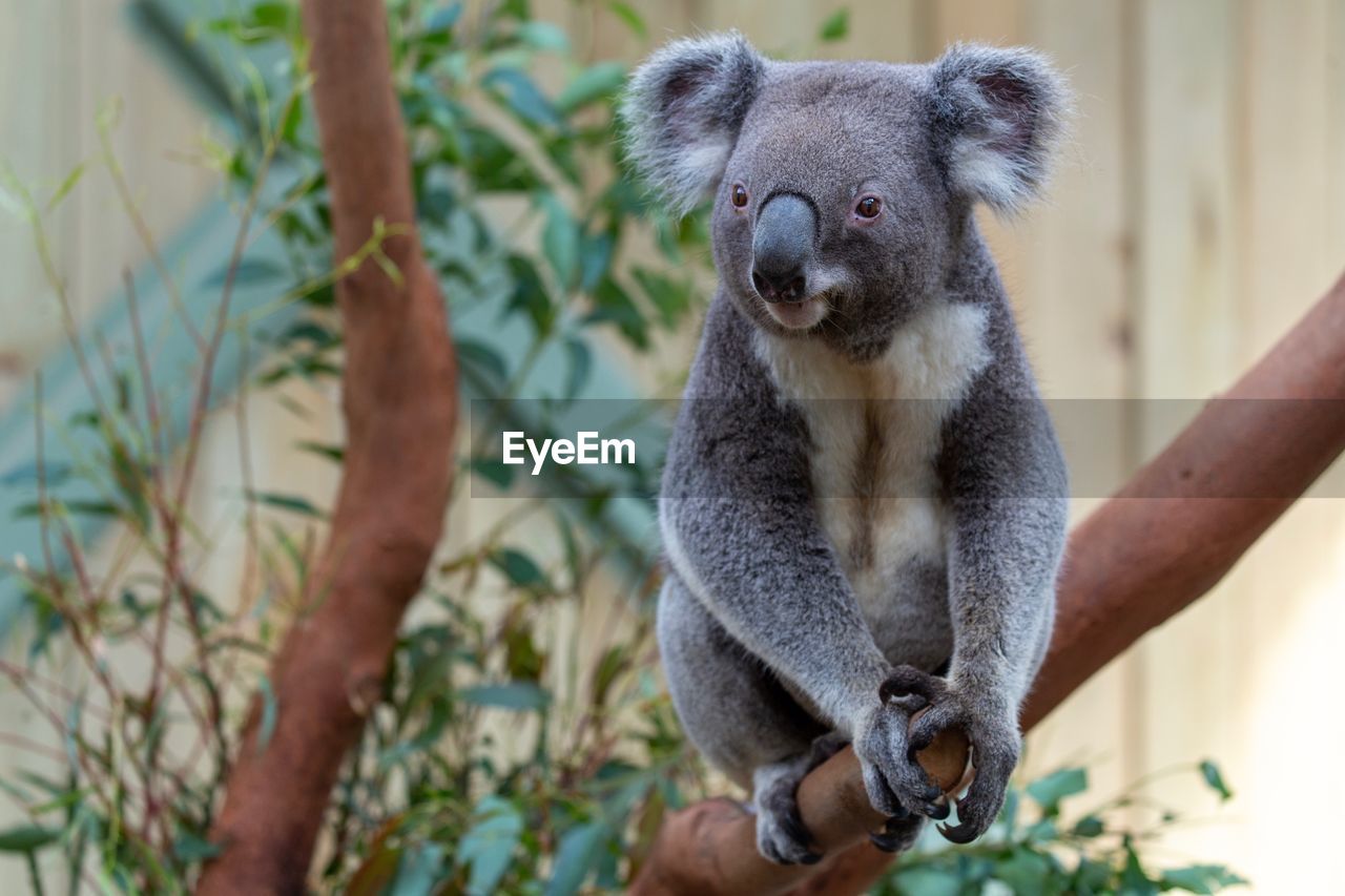 Portrait of a koala sitting on tree