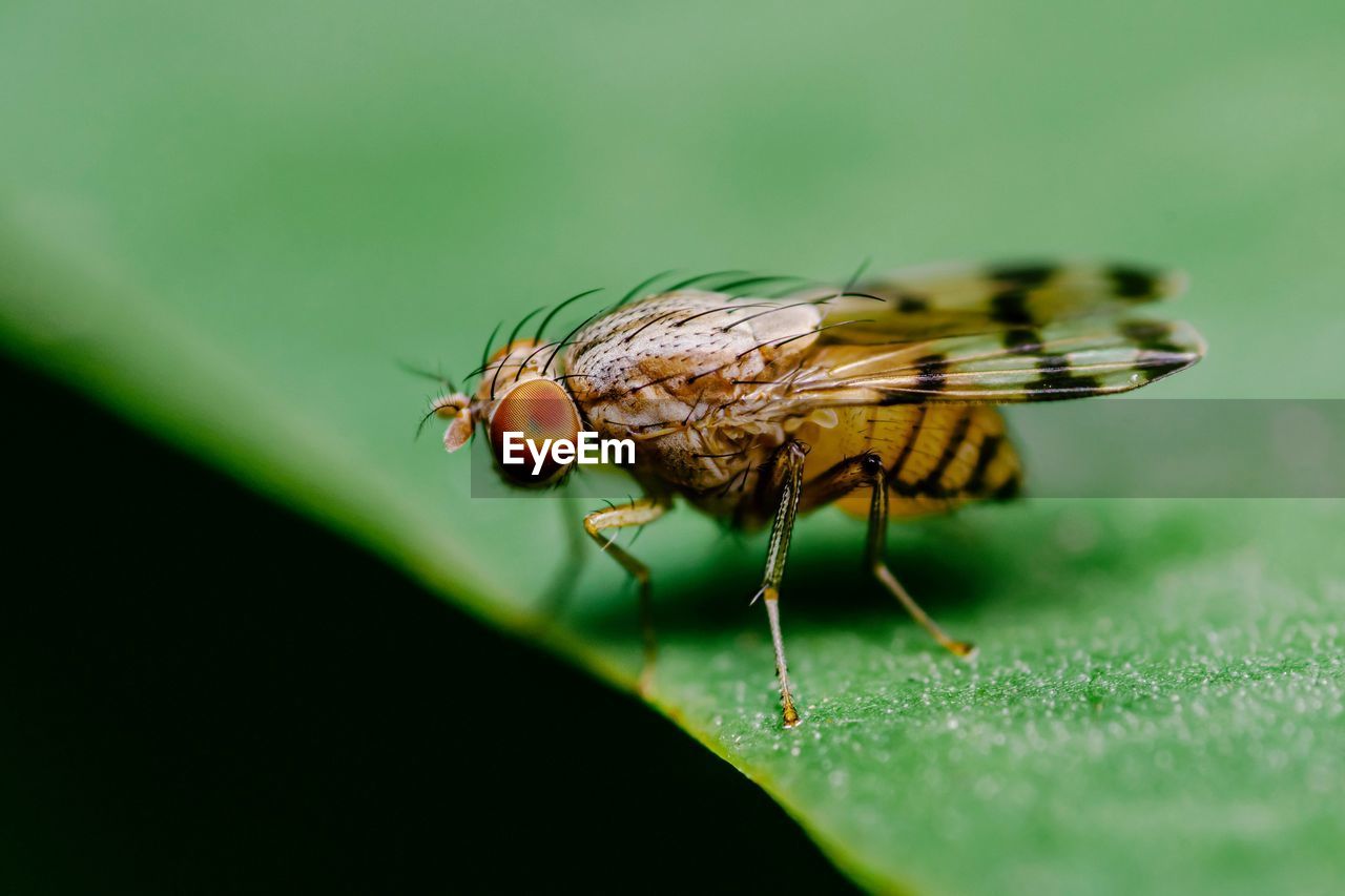 CLOSE-UP OF FLY