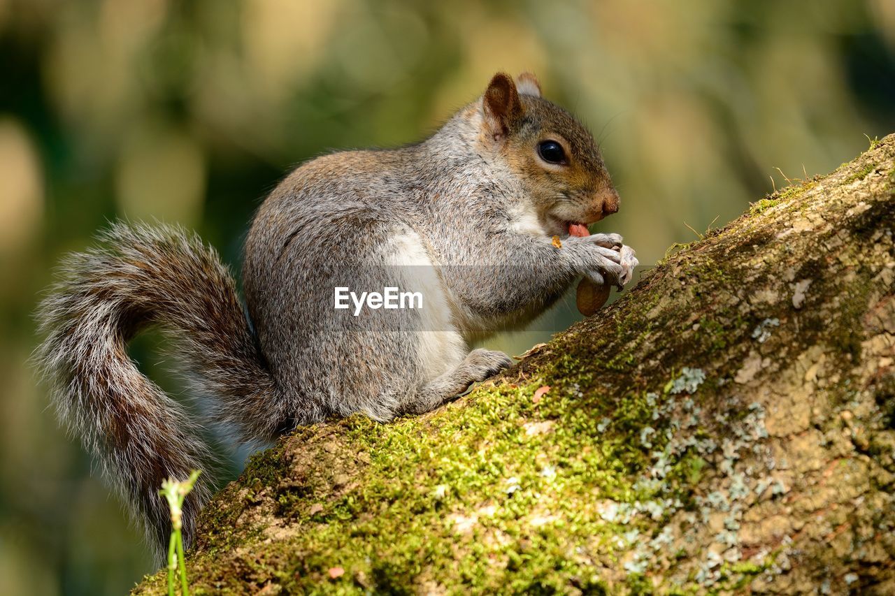 Close-up of squirrel