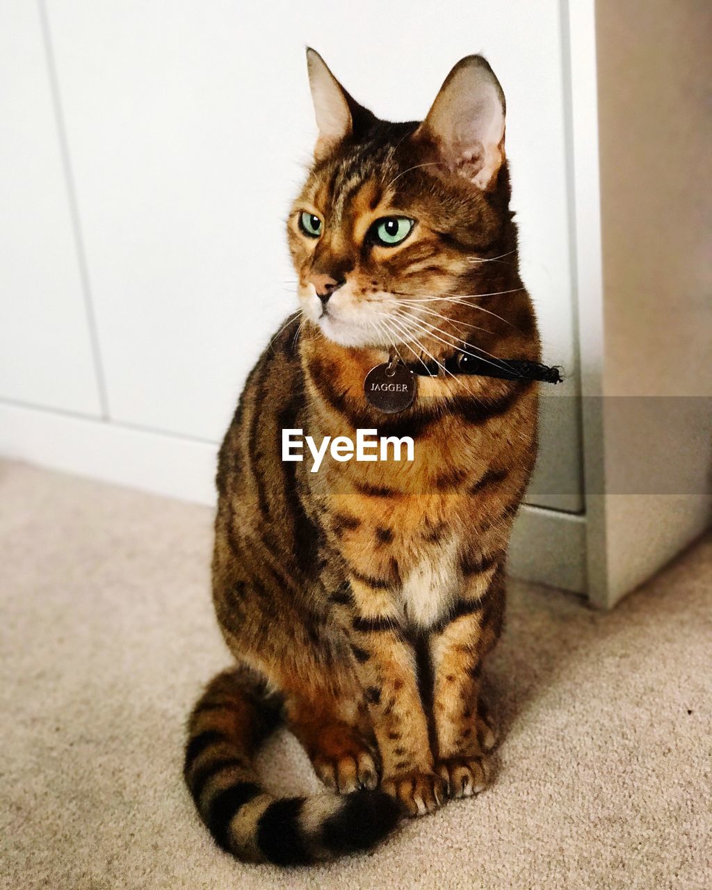 CLOSE-UP PORTRAIT OF CAT ON FLOOR