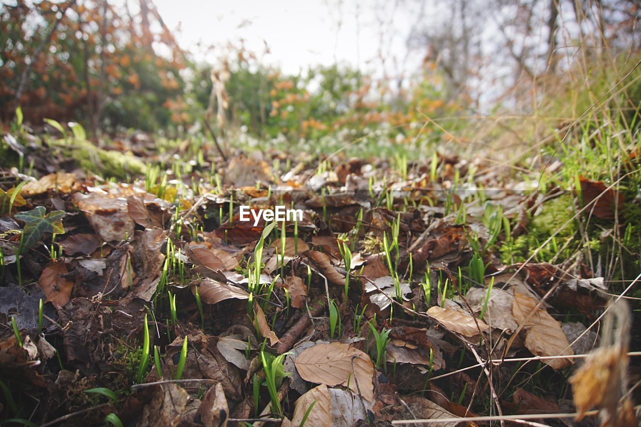 Surface level of dry leaves on field