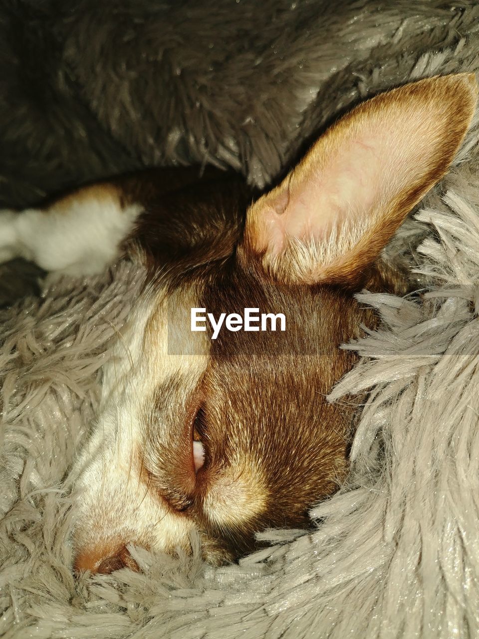 HIGH ANGLE VIEW OF A DOG SLEEPING ON FLOOR