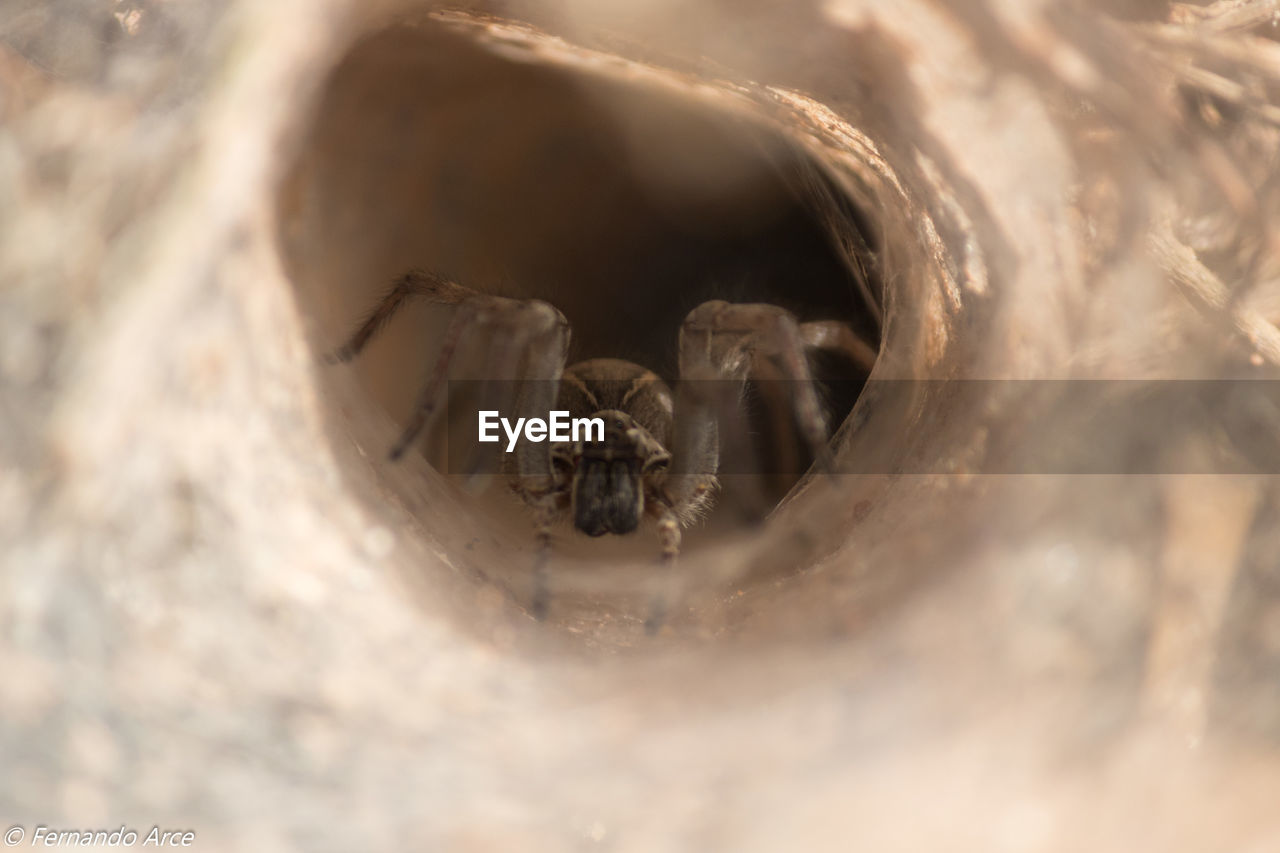 HIGH ANGLE VIEW OF SPIDER ON LAND