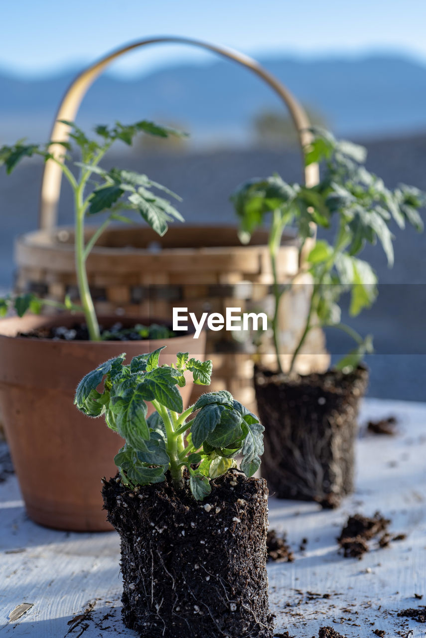 Table top view of gardening or potting bench with young tomato plants, clay pot, garden basket