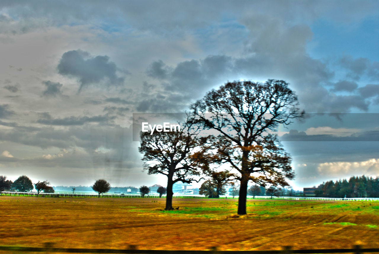 SINGLE TREE ON GRASSY FIELD