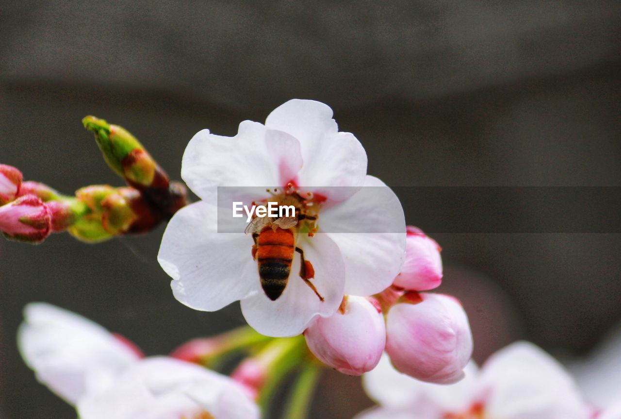 Macro photo of white flowers of blossoming cherry blossom or sakura tree with blooming petals.