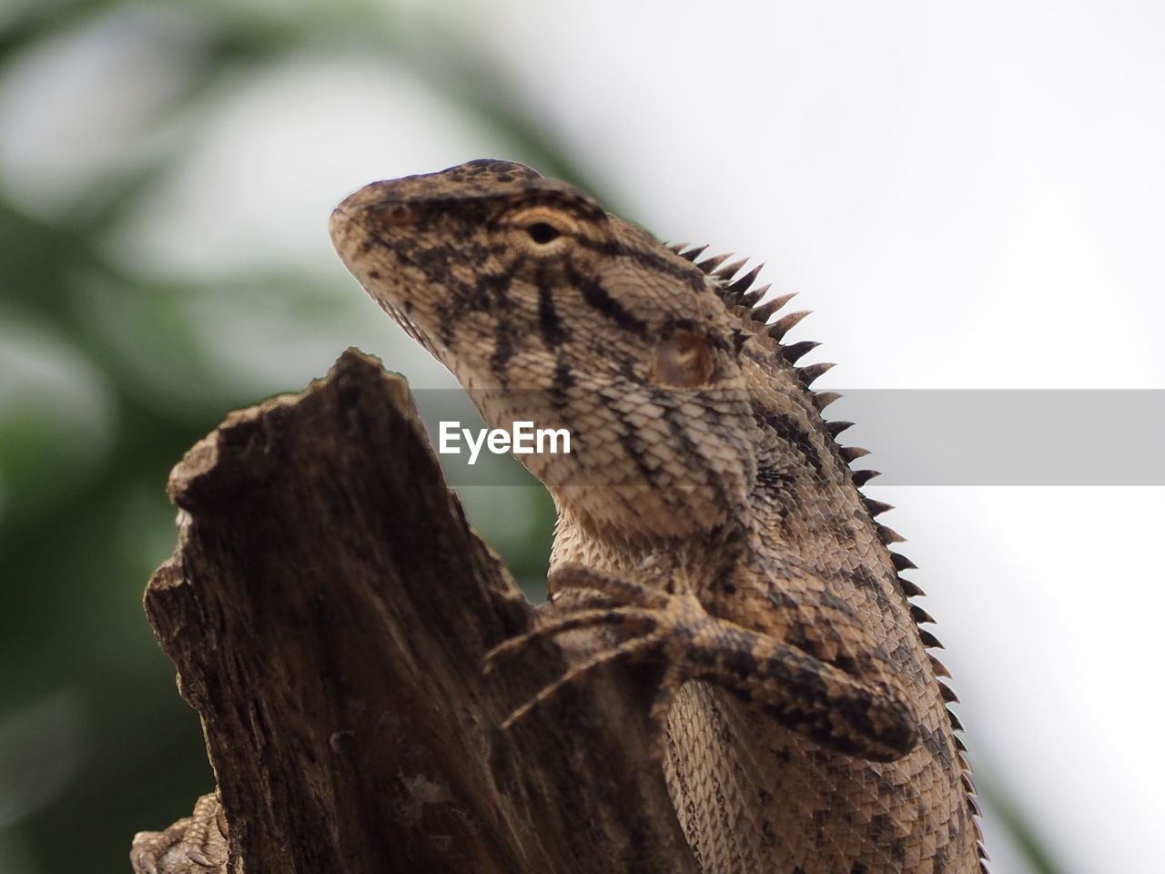 LOW ANGLE VIEW OF A LIZARD ON TREE