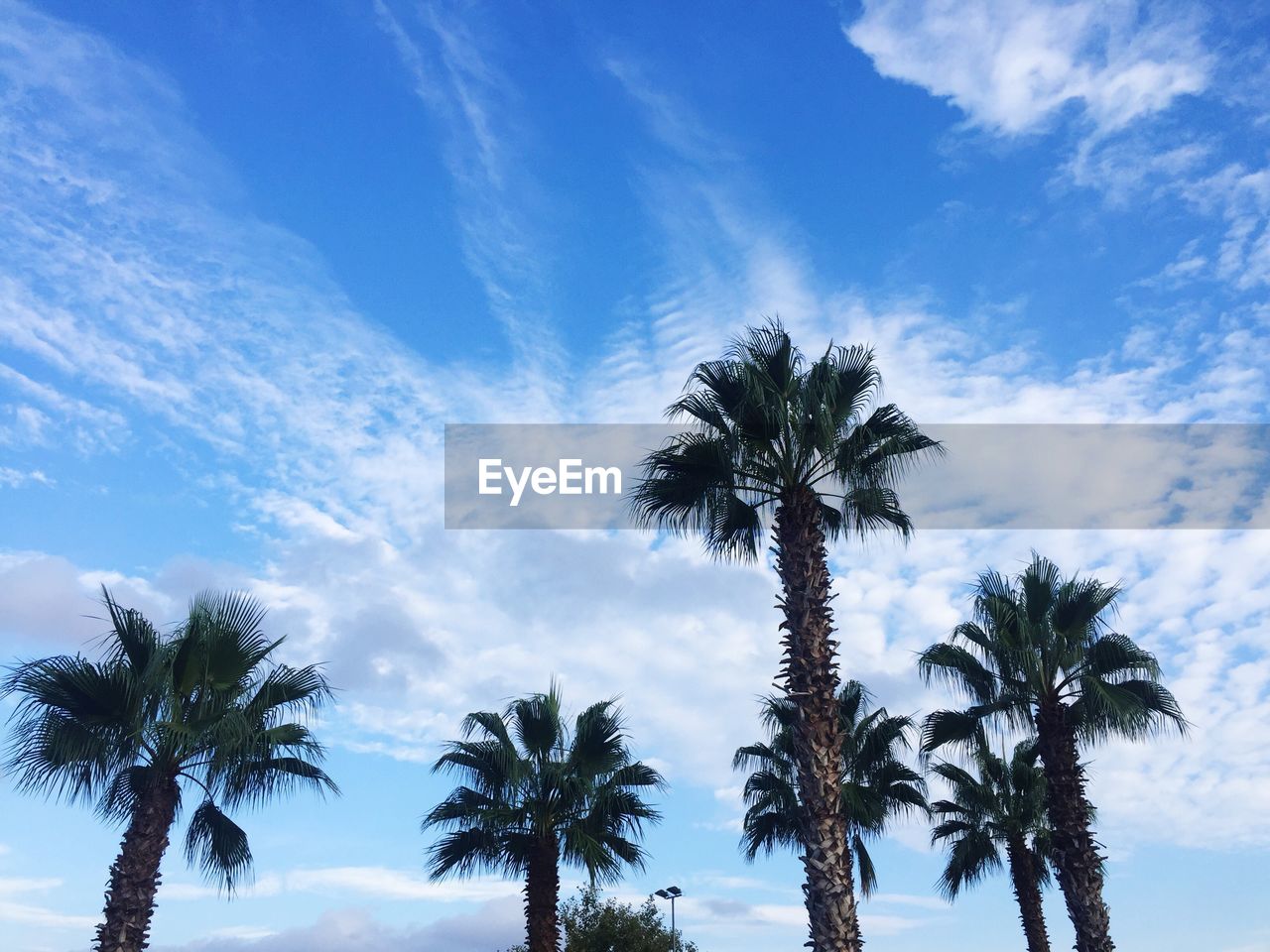 Low angle view of palm trees against blue sky