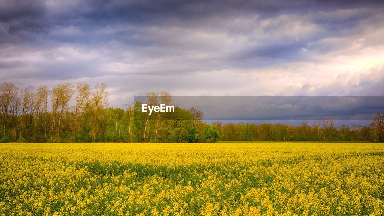 Scenic view of oilseed rape field against sky