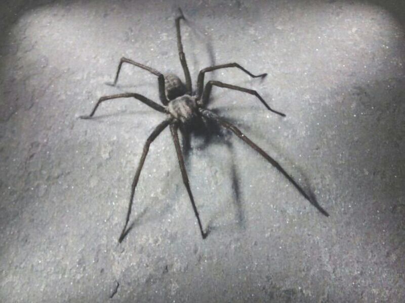 CLOSE-UP OF INSECT ON WALL