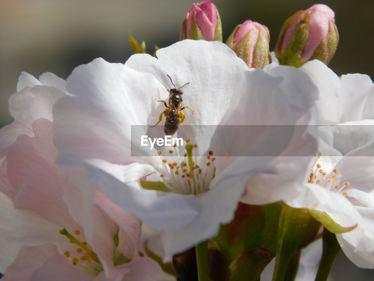 CLOSE-UP OF INSECT ON FLOWER