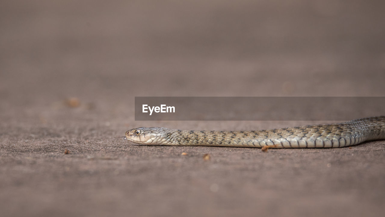 CLOSE-UP OF LIZARD ON GROUND