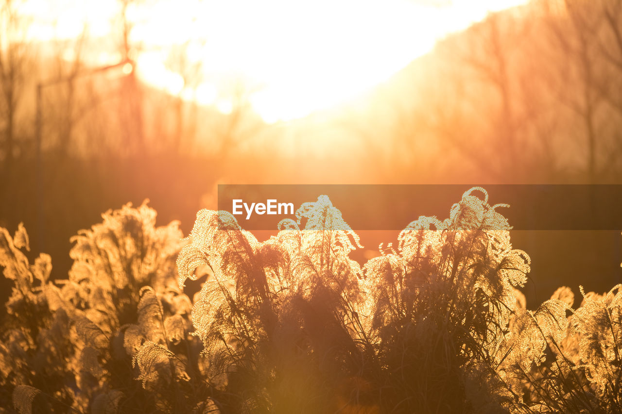 Close-up of plants growing on field against sky during sunset