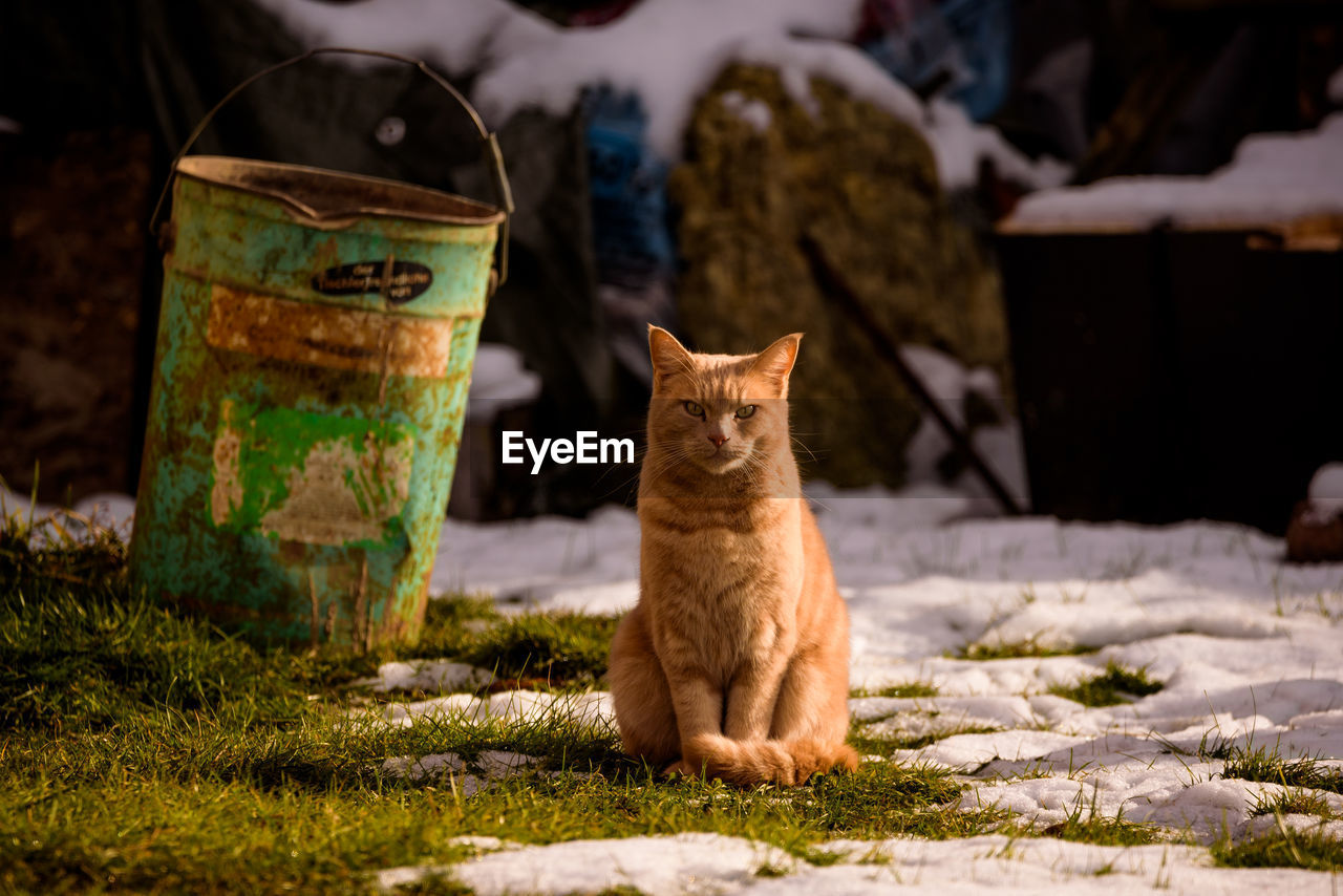 Portrait of cat sitting on snow covered land