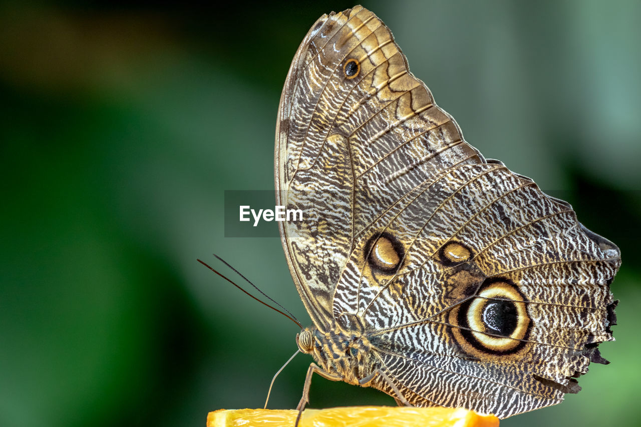 animal themes, animal, animal wildlife, one animal, butterfly, wildlife, moths and butterflies, insect, macro photography, animal body part, animal wing, beauty in nature, close-up, nature, focus on foreground, no people, perching, macro, side view, outdoors, animal markings