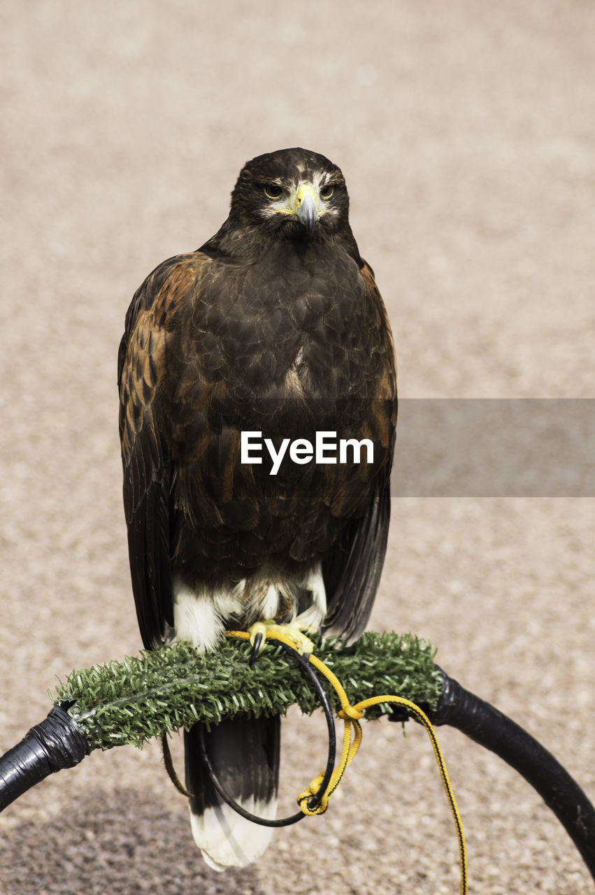 Close-up of bird perching on equipment against wall