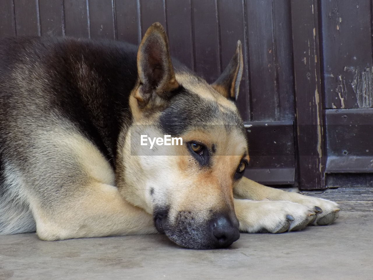 CLOSE-UP OF A DOG SLEEPING ON FLOOR