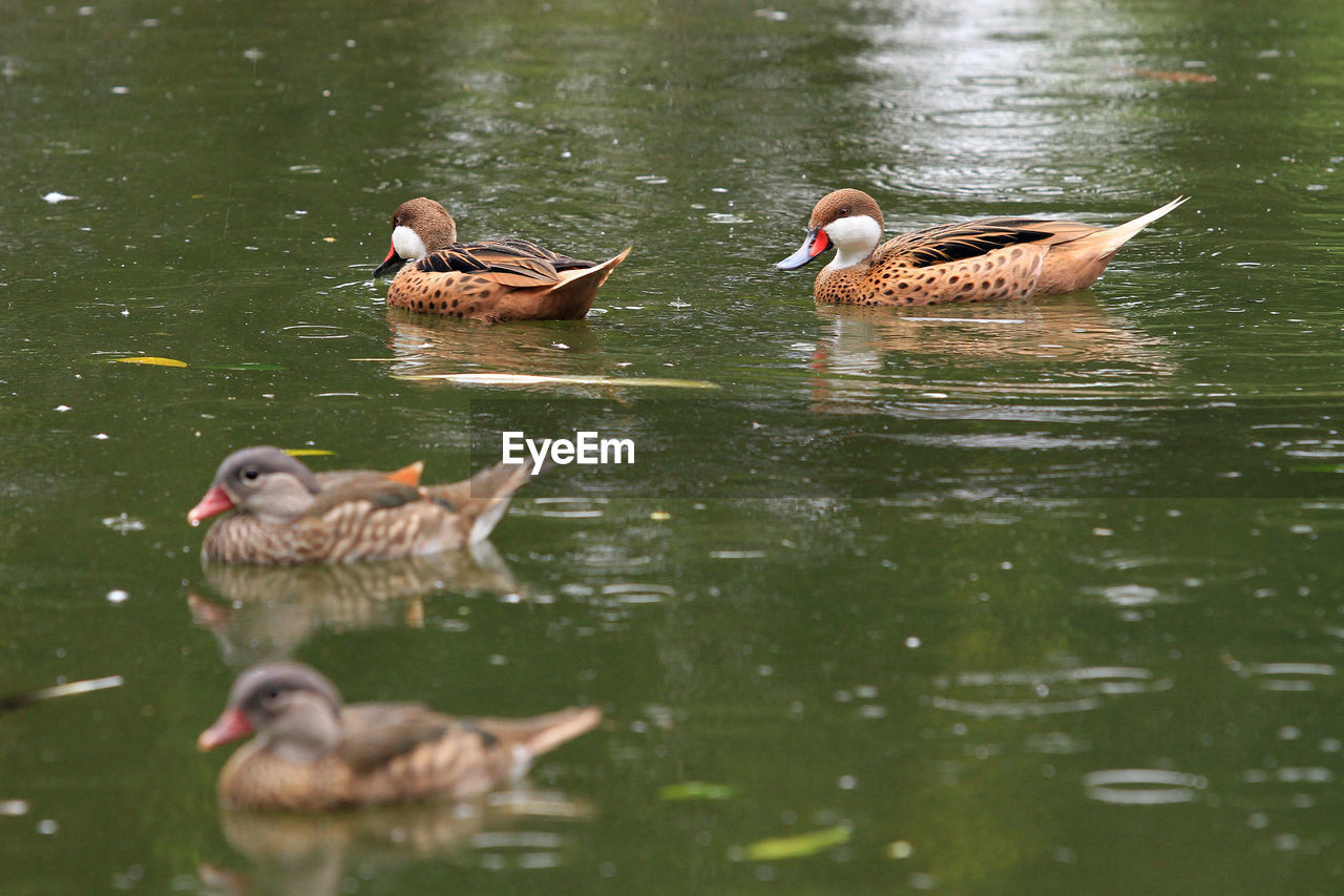 Ducks swimming in lake