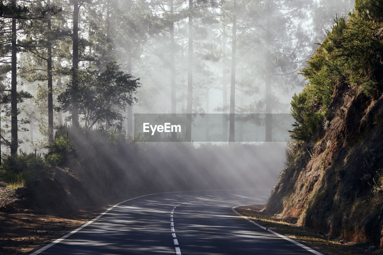 Sunbeams in fog. asphalt road passes through misty forest in tenerife. canary islands, spain.