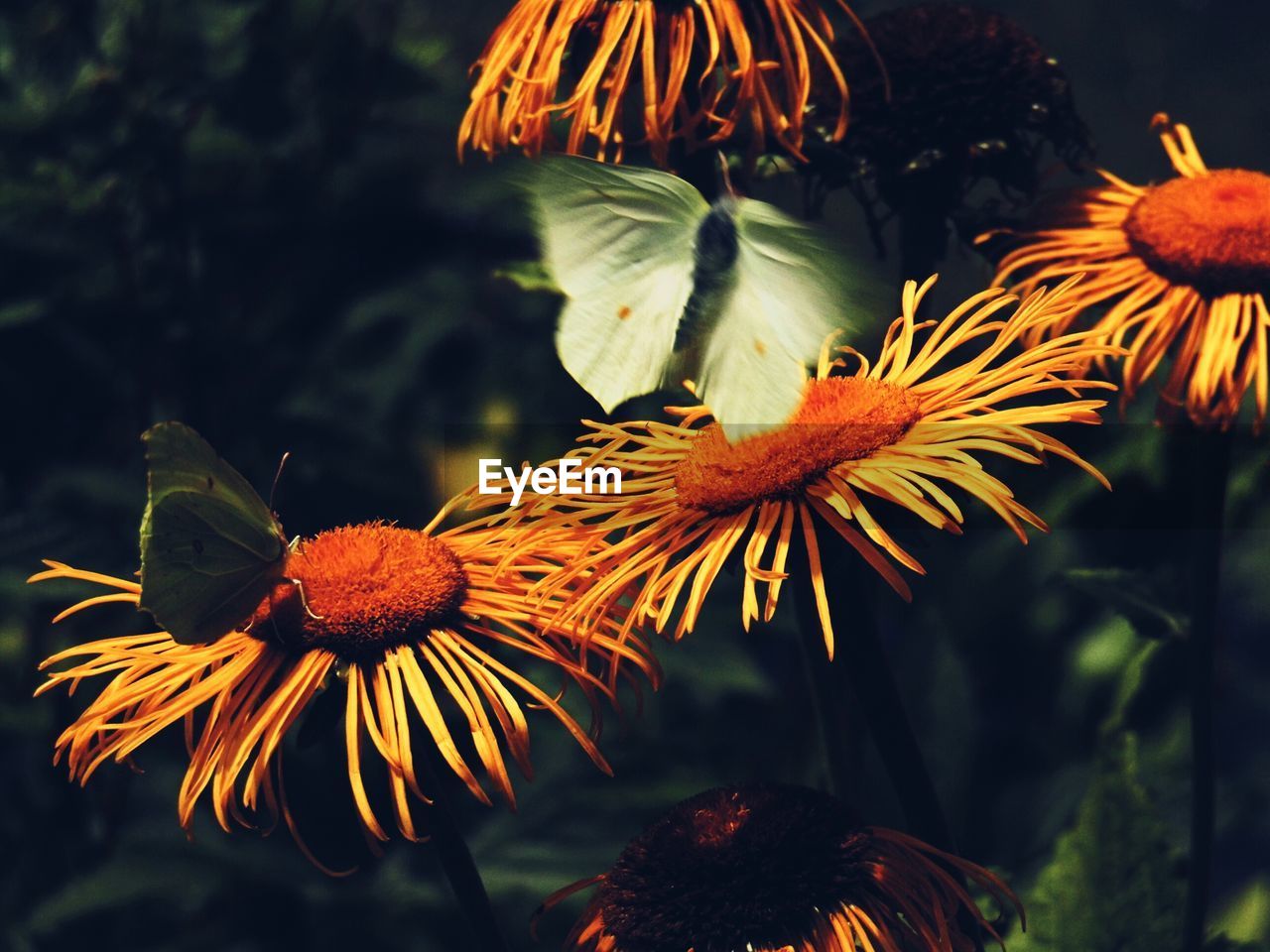 Close-up of butterflies on flowers