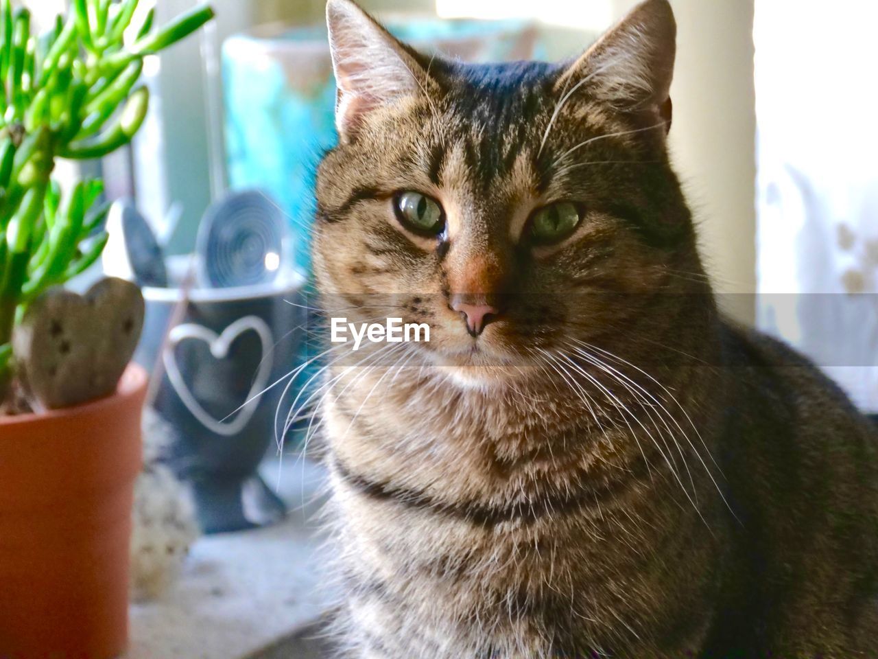 CLOSE-UP PORTRAIT OF CAT